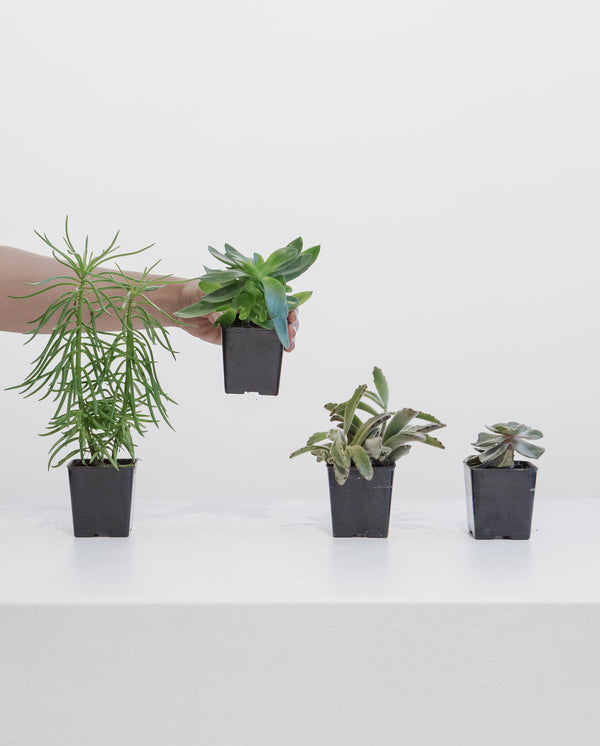 LITTLE PLANTS 2"-4"